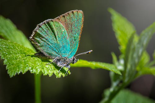 關閉了棲息在綠葉上的綠色翅蝶蝴蝶的照片