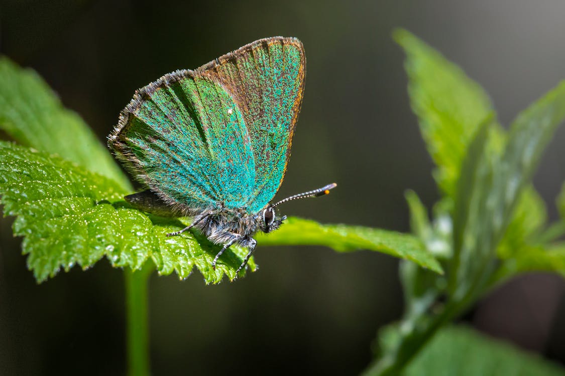 Free Close Up Photo of a Green Hairstreak Butterfly Perched on Green Leaf Stock Photo