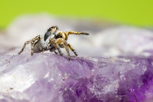 Brown and Black Spider on Purple Flower