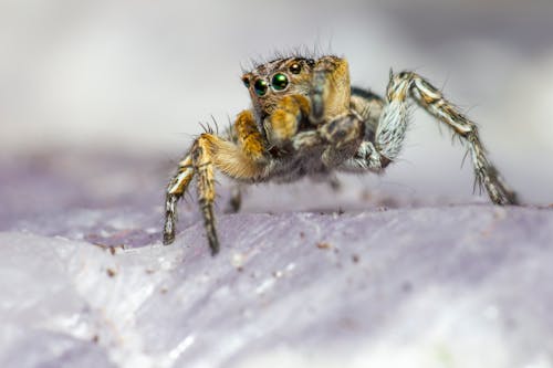 Brown and Black Jumping Spider on White Surface