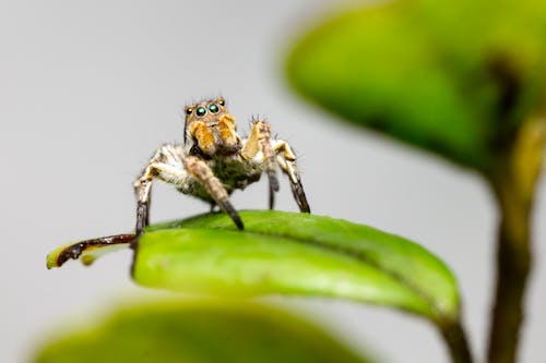 Brown and Green Spider on Green Leaf in Macro Photography