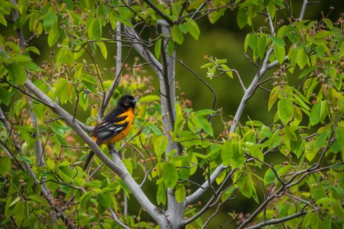 Free A colorful Baltimore Oriole perched in a tree surrounded by lush spring foliage. Stock Photo