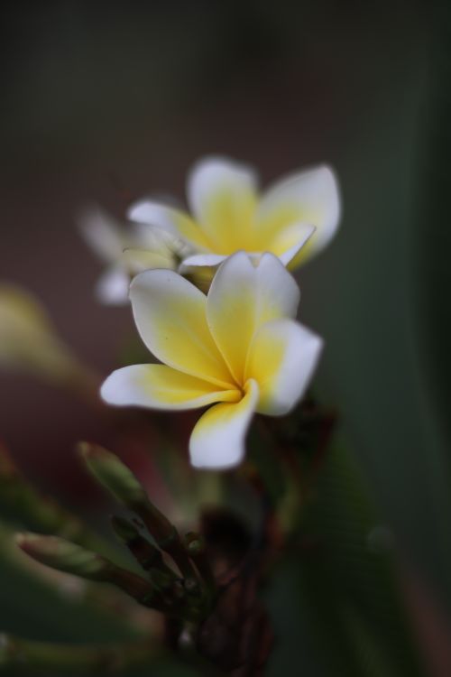 Free Beautiful macro shot of frangipani flowers with gentle yellow and white petals. Stock Photo