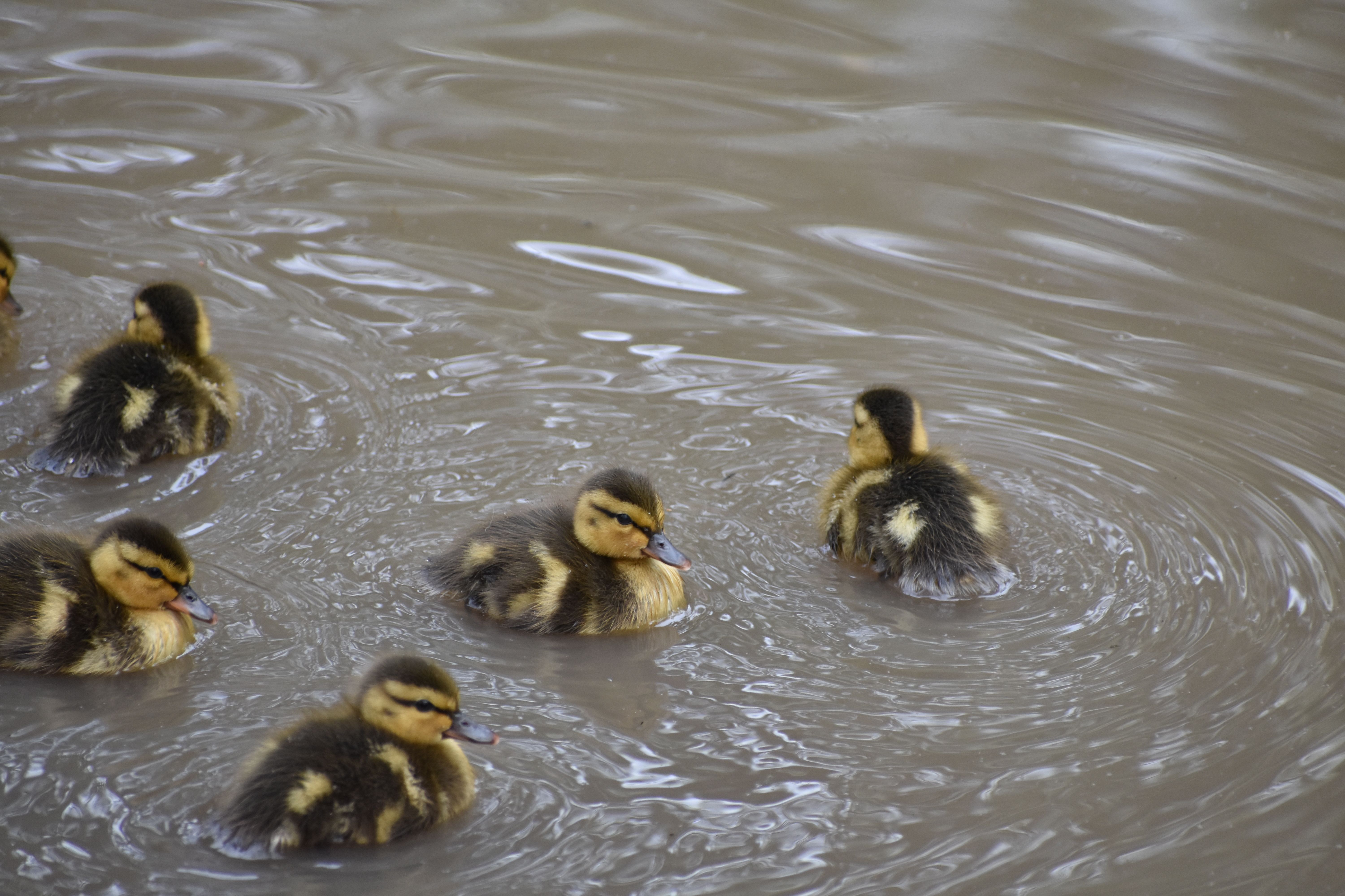 How many ducklings do ducks have per year? - The Institute for ...