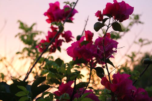 Free stock photo of flowers, nature, sunset