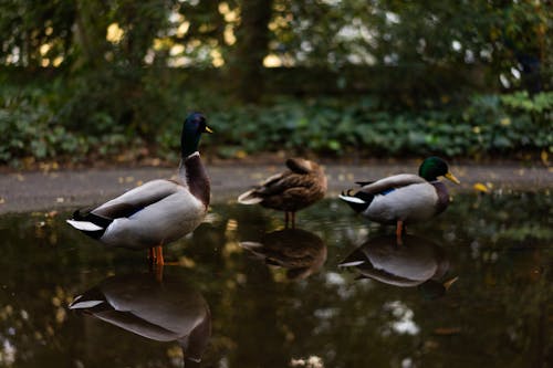 Free stock photo of duck, duck family, duck lake