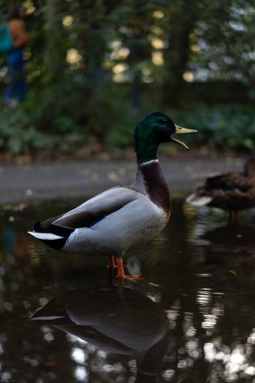 Selective Focus Side View Photo of Mallard Duck Standing in Water