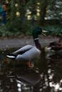 Selective Focus Side View Photo of Mallard Duck Standing in Water