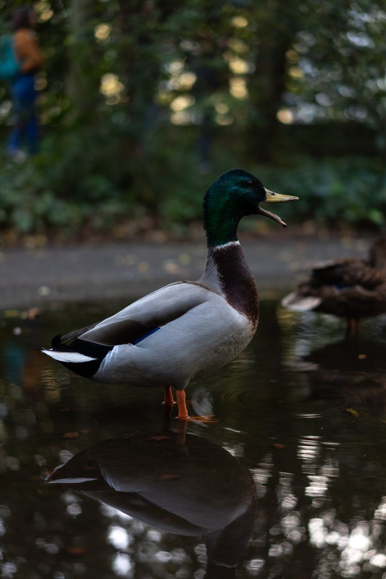 Selective Focus Side View Photo Of Mallard Duck Standing In Water