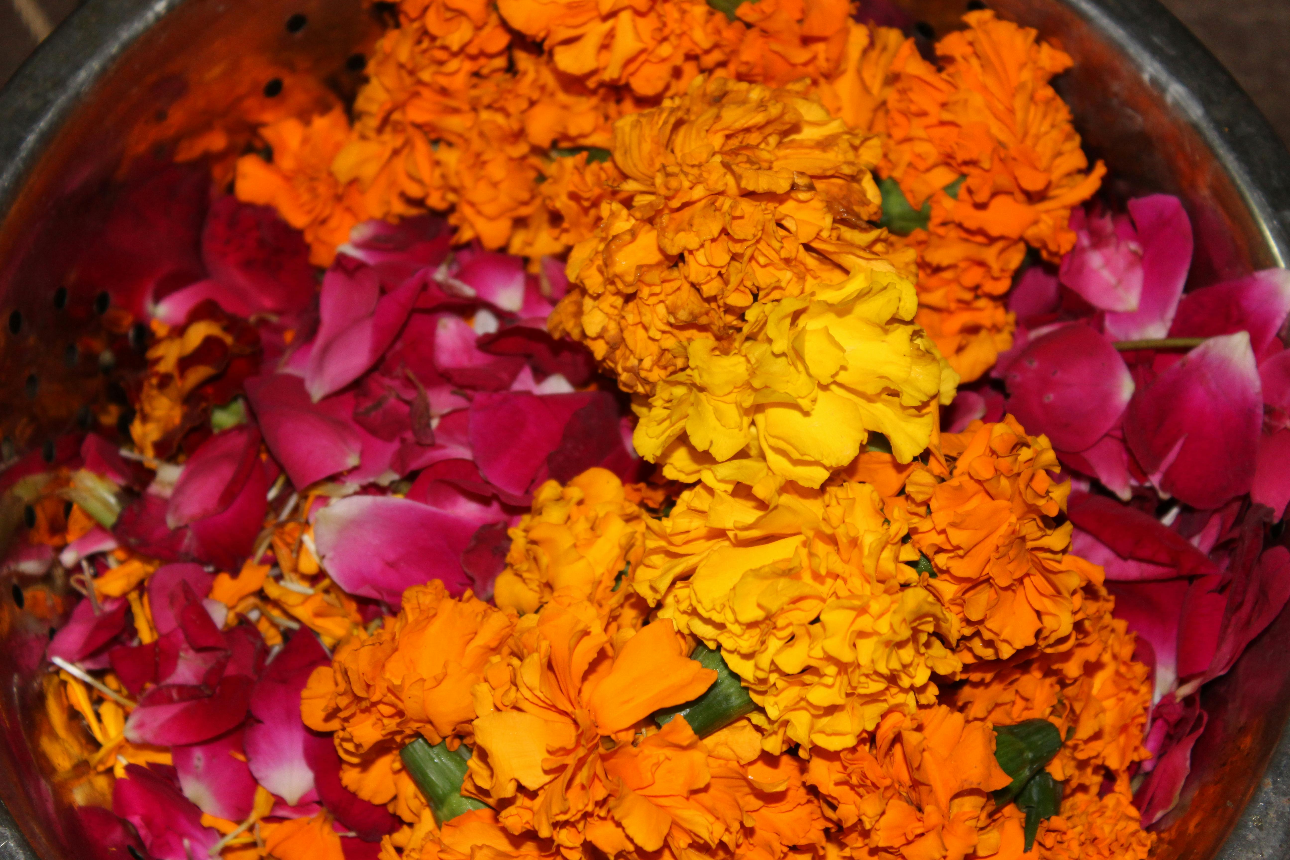 Free stock photo of Genda Flower, Hindu Worship, hinduism