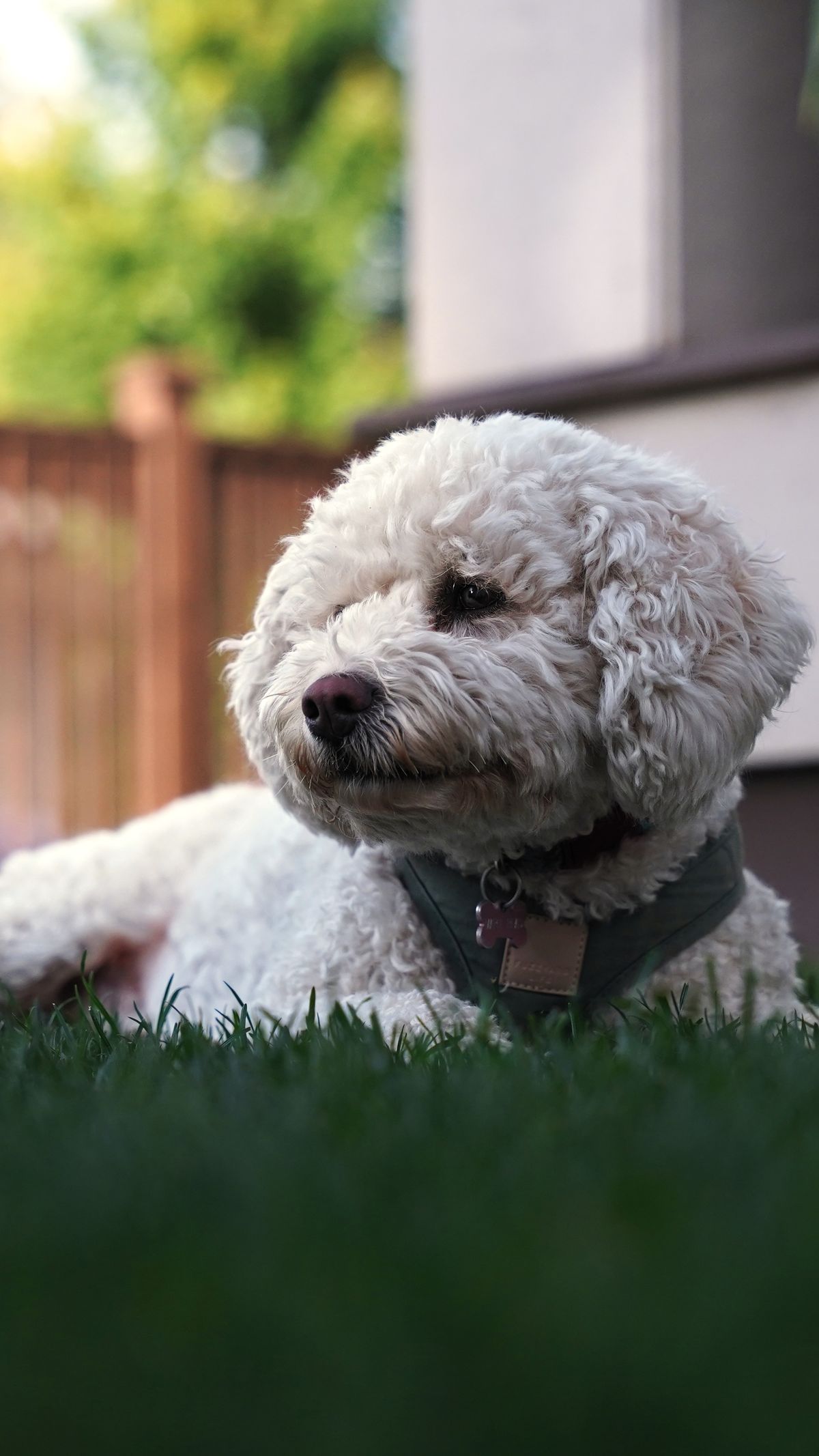 White dog relaxing on clean grass in a residential backyard