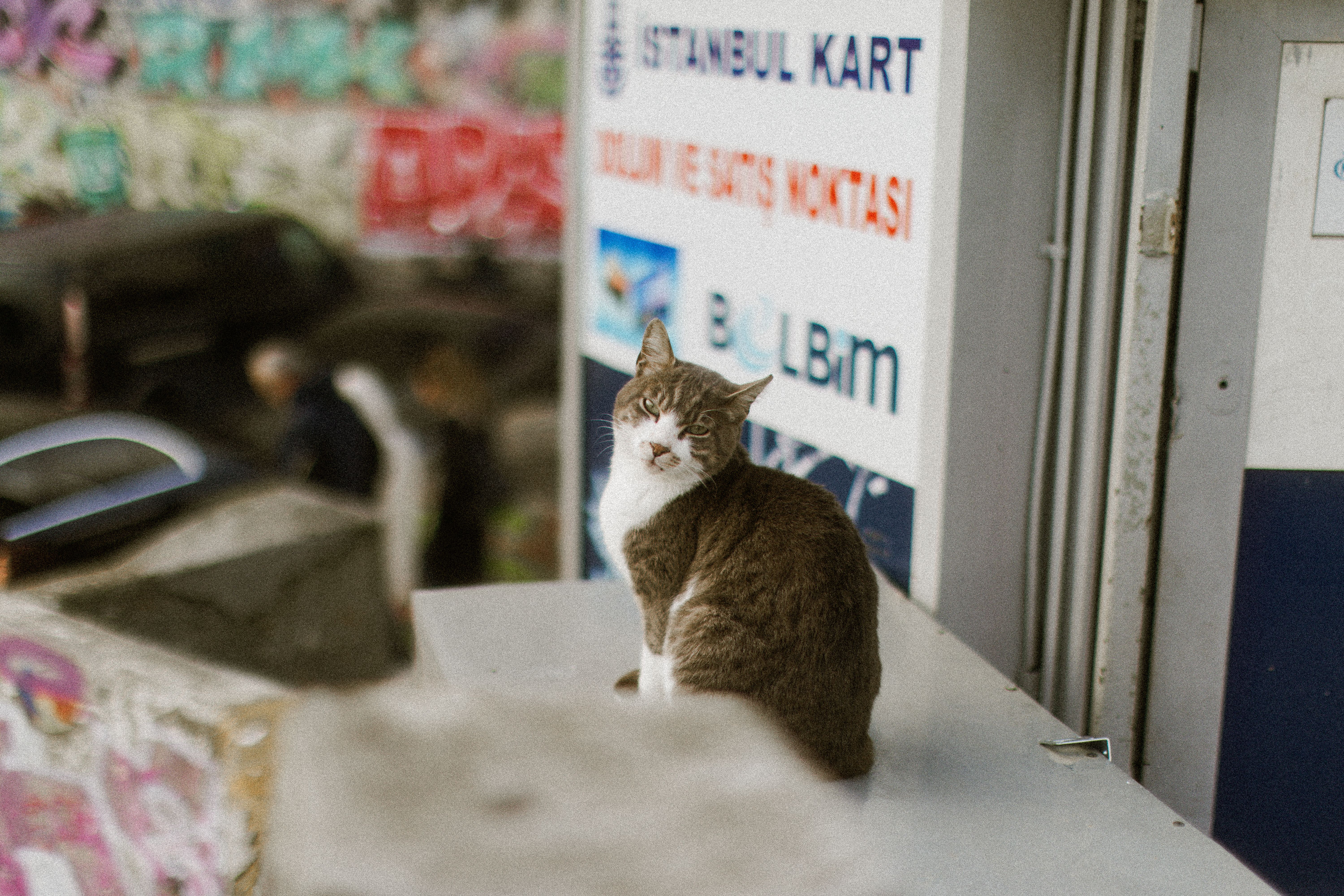 Portrait of a cat at a veterinary clinic