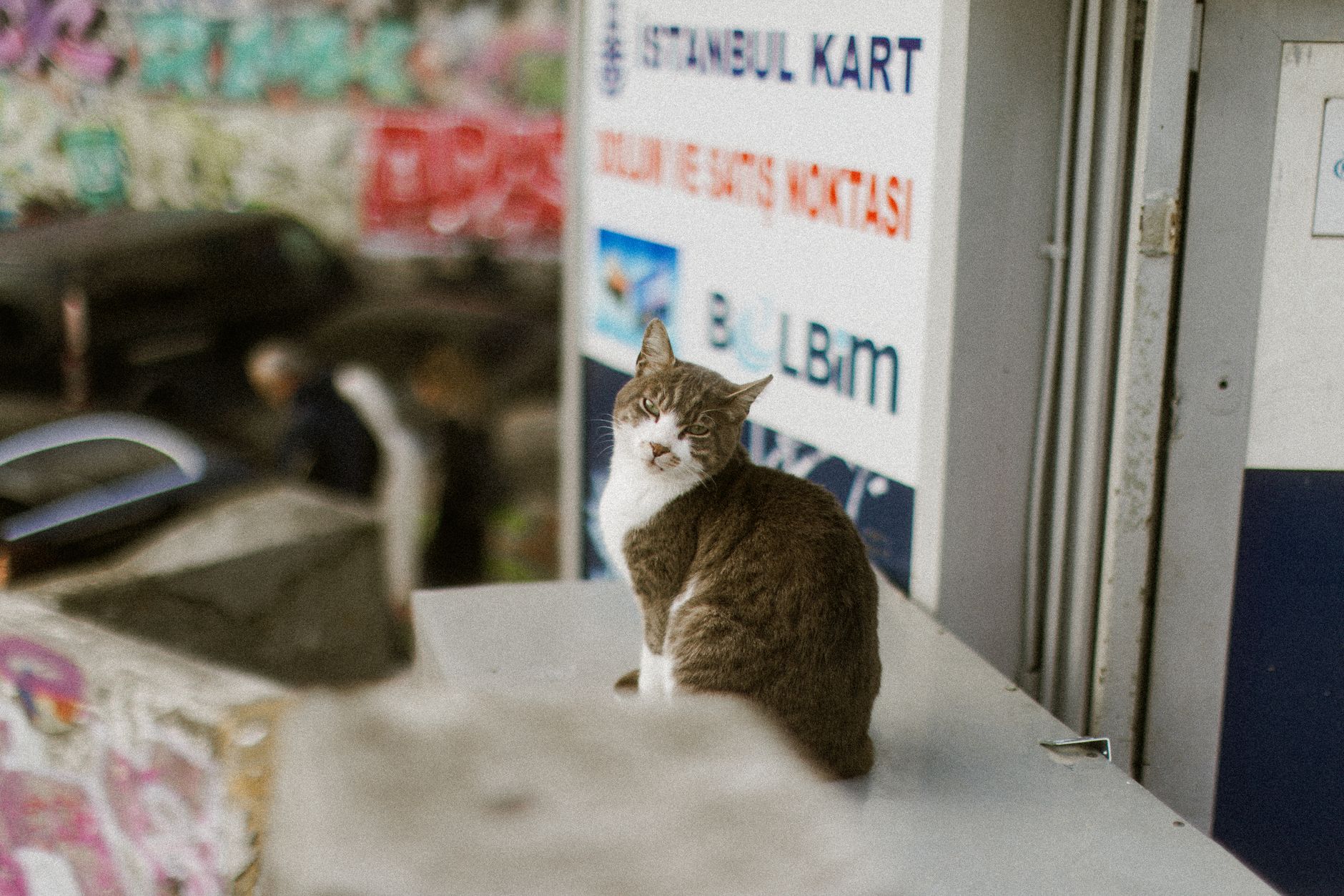 Portrait of a cat at a veterinary clinic