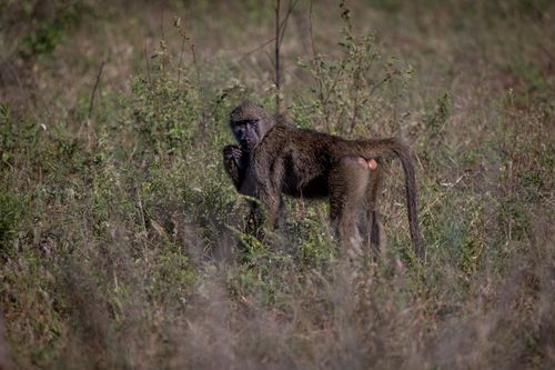 Free A baboon stands alert in a grassy field, reflecting raw wildlife in its natural environment. Stock Photo