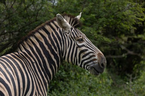 Free Close-up side profile of a zebra surrounded by dense green foliage in the wild. Stock Photo