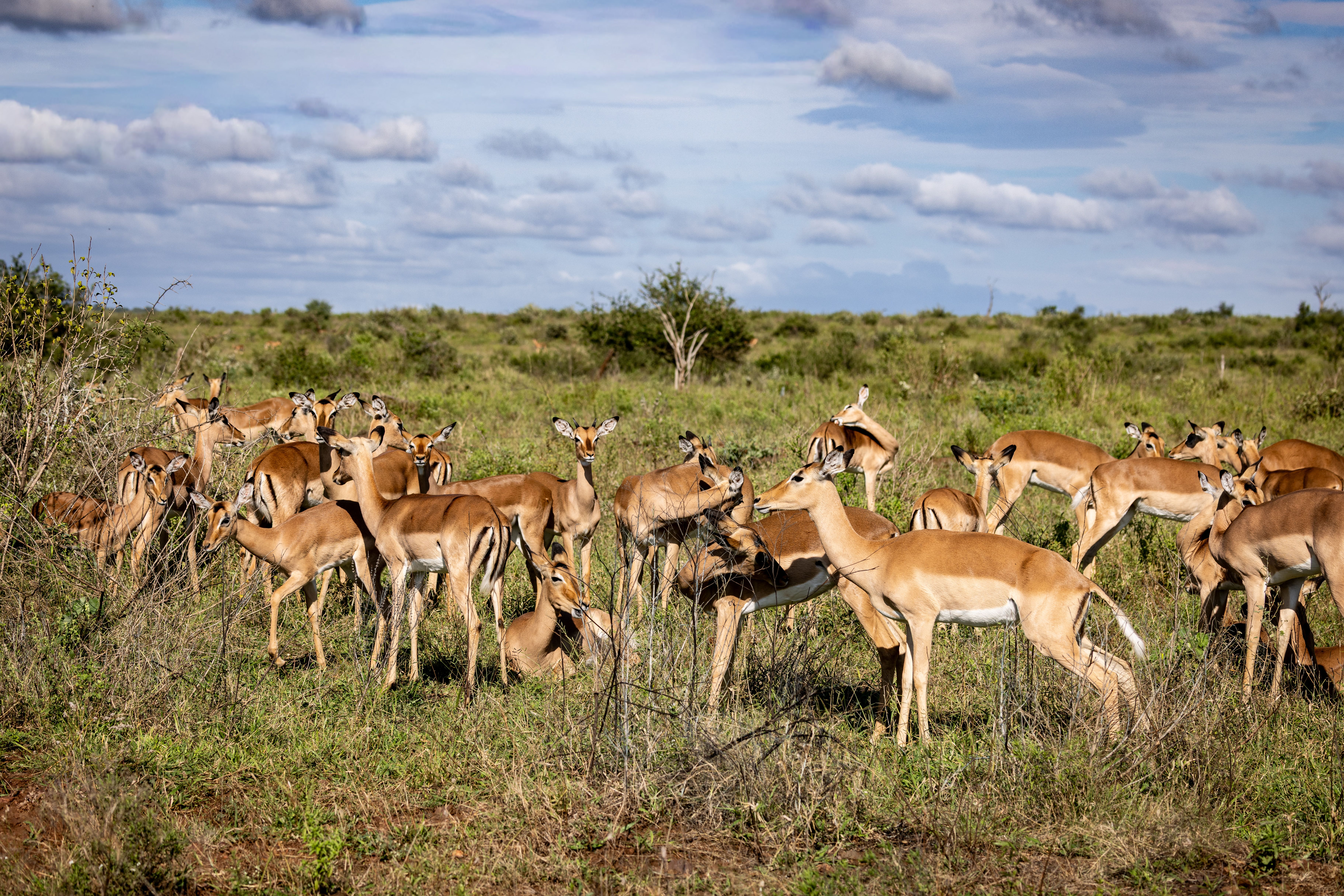 Herd of african impalas grazing in the savannah, Zimbabwe