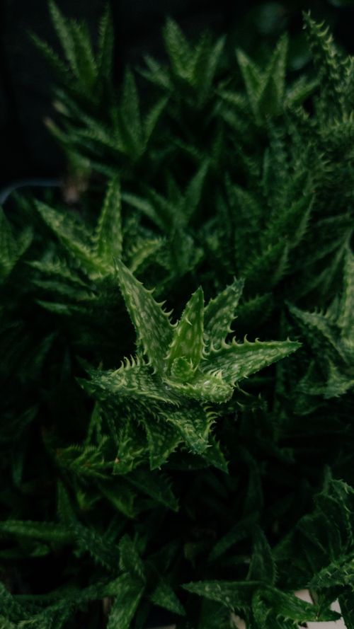 Free Detailed image of a vibrant green spiky succulent with rich textures. Stock Photo