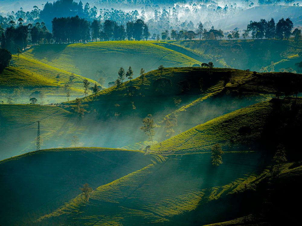 West Java Scenery Scenic Tea Plantations in West Java, Indonesia · Free Stock Photo