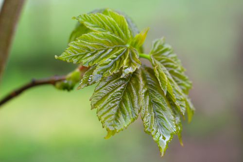 Free Detailed macro shot of vibrant green leaves on a maple tree branch, showcasing nature's renewal in spring. Stock Photo