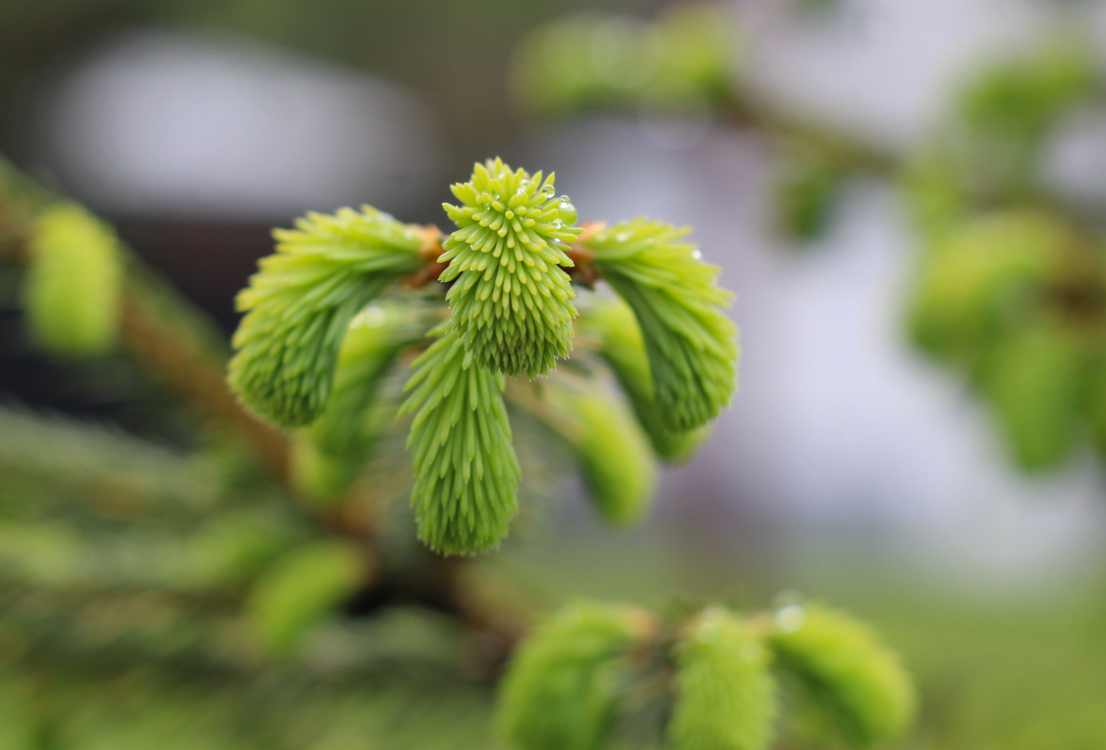 Close-up of Fresh Green Spruce Branches in Spring · Free Stock Photo