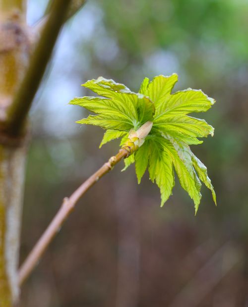 Free A vibrant close-up of a budding green leaf on a branch, symbolizing spring renewal. Stock Photo