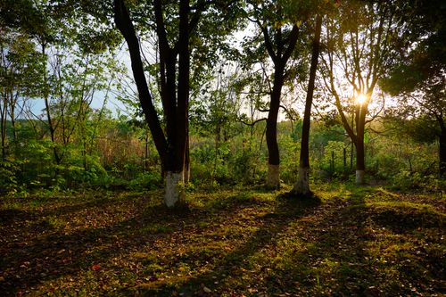 Free Trees and foliage bathed in warm sunset light create a tranquil forest setting. Stock Photo