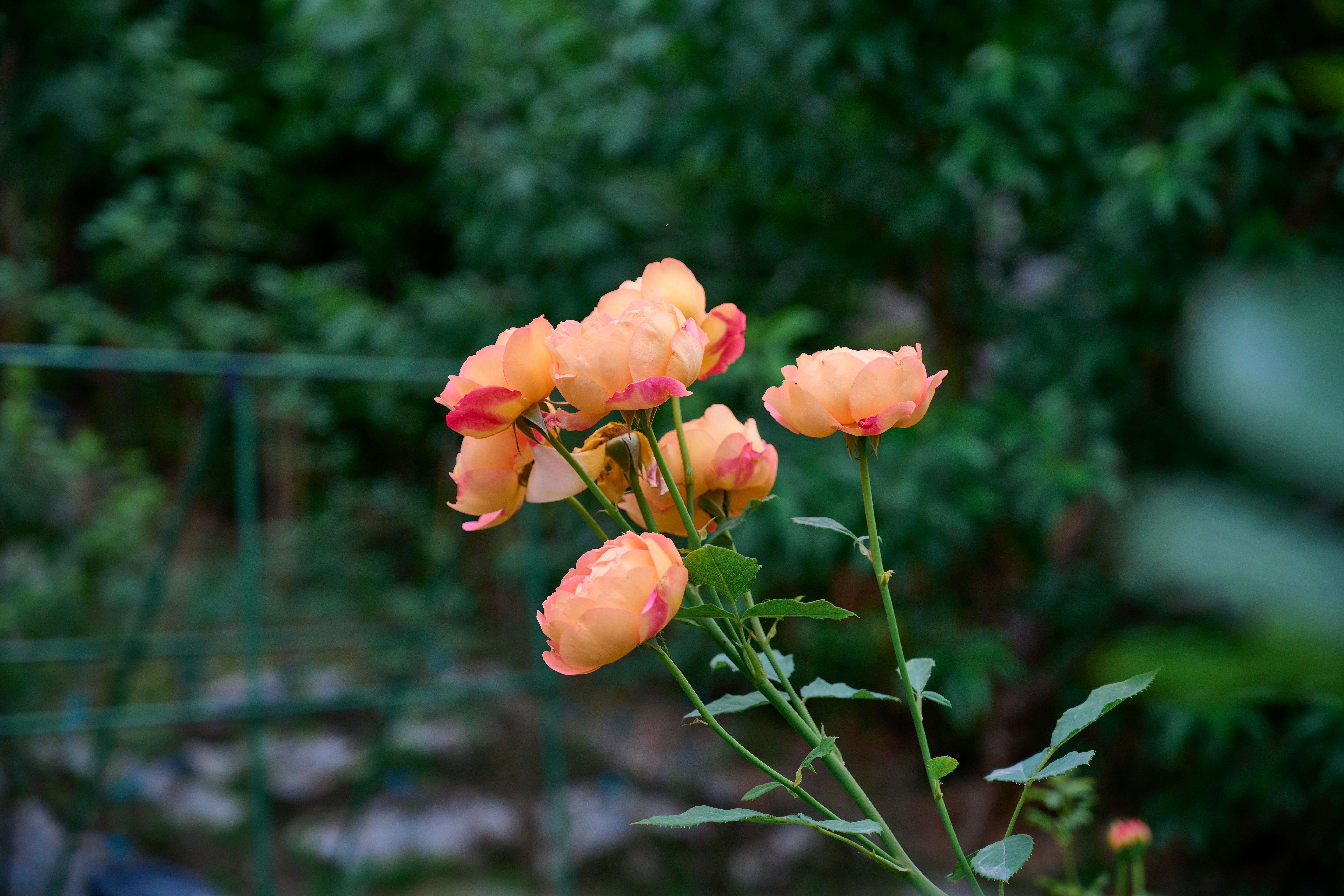 [ColoSach]-close-up-of-orange-roses-with-pink-edges-in-a-lush-green-garden-setting,-captured-during-the-day.