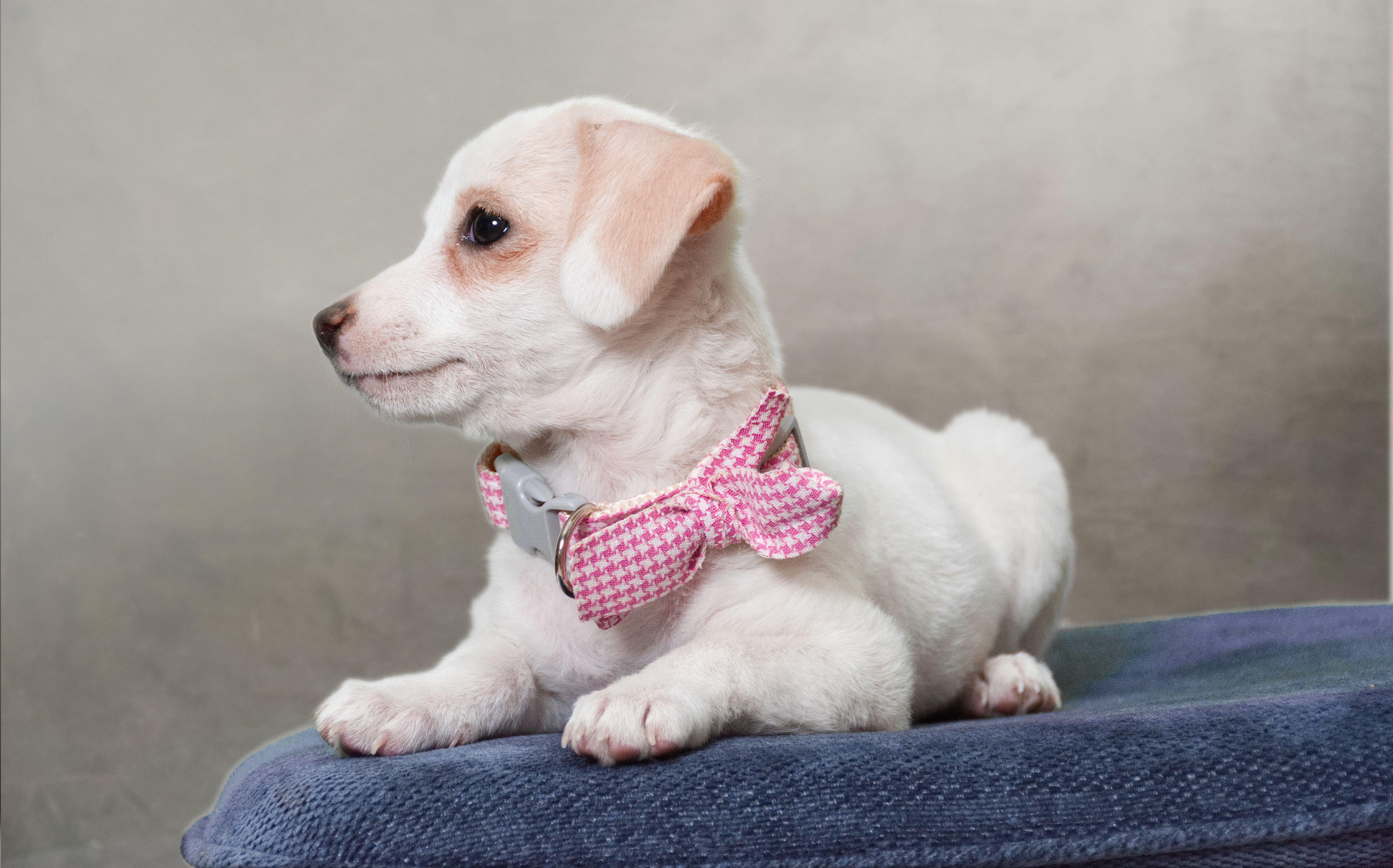pet insurance pet health coverage — Photo by Eduardo Vallarta on Pexels