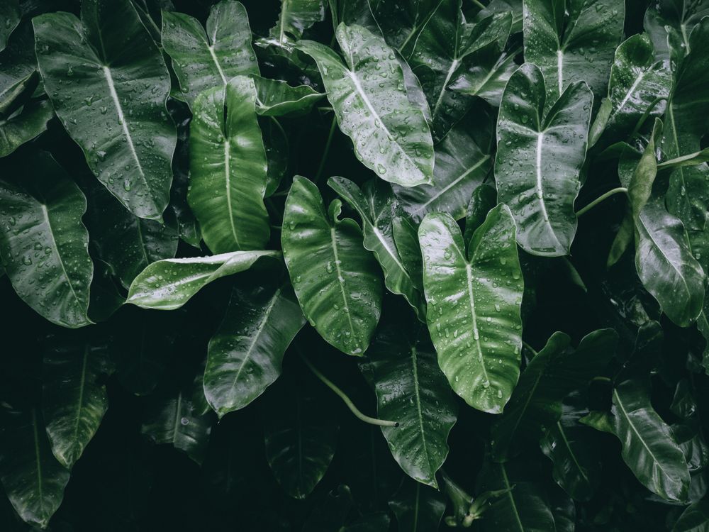 Lush Green Leaves with Dew Drops in Natural Setting · Free Stock Photo