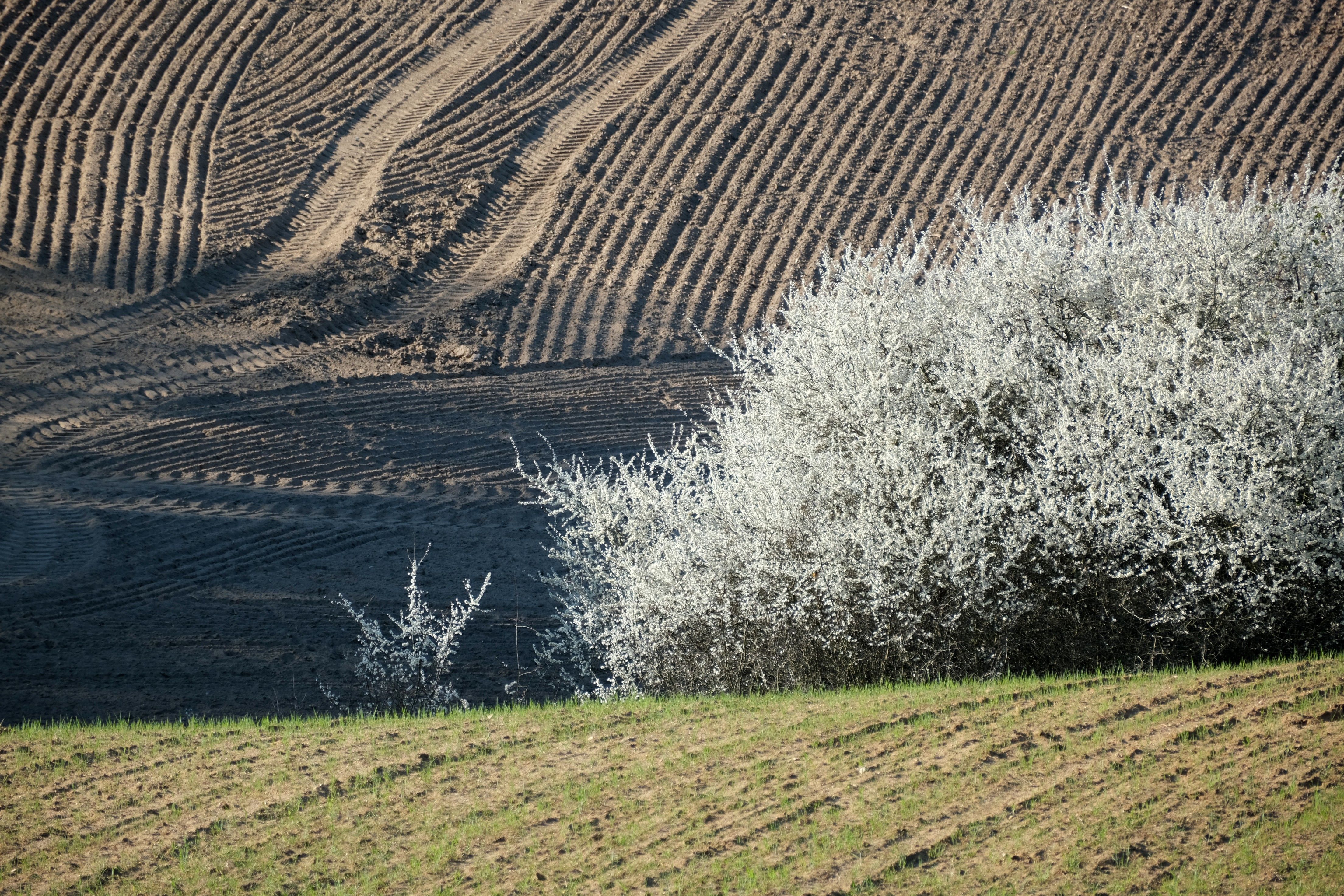 Blooming Shrub in Field with Textured Soil · Free Stock Photo