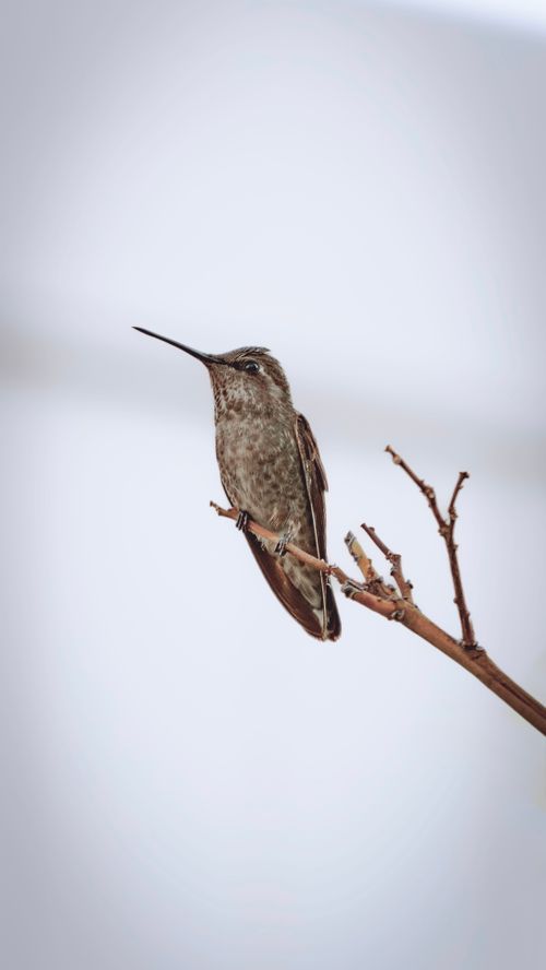 Free Close-up of a hummingbird perched on a bare twig against a soft background. Stock Photo