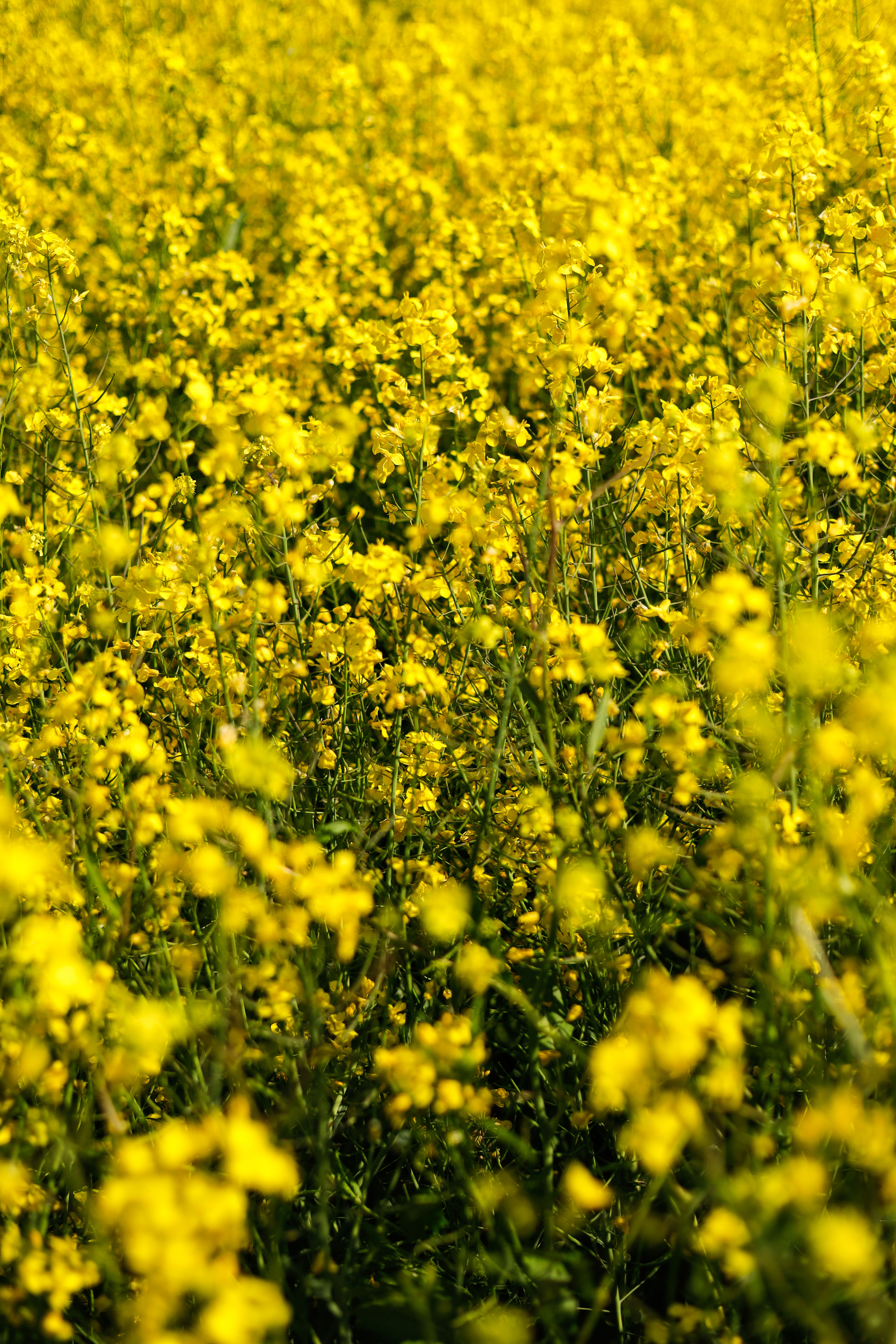 Vibrant Yellow Canola Field in Full Bloom · Free Stock Photo