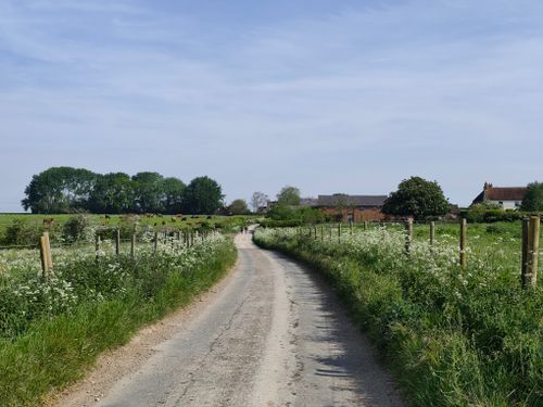Free Idyllic rural scene featuring a country path flanked by greenery and wildflowers under a blue sky. Stock Photo