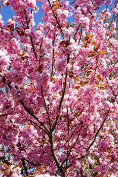 japanese bush cherry blossom pink