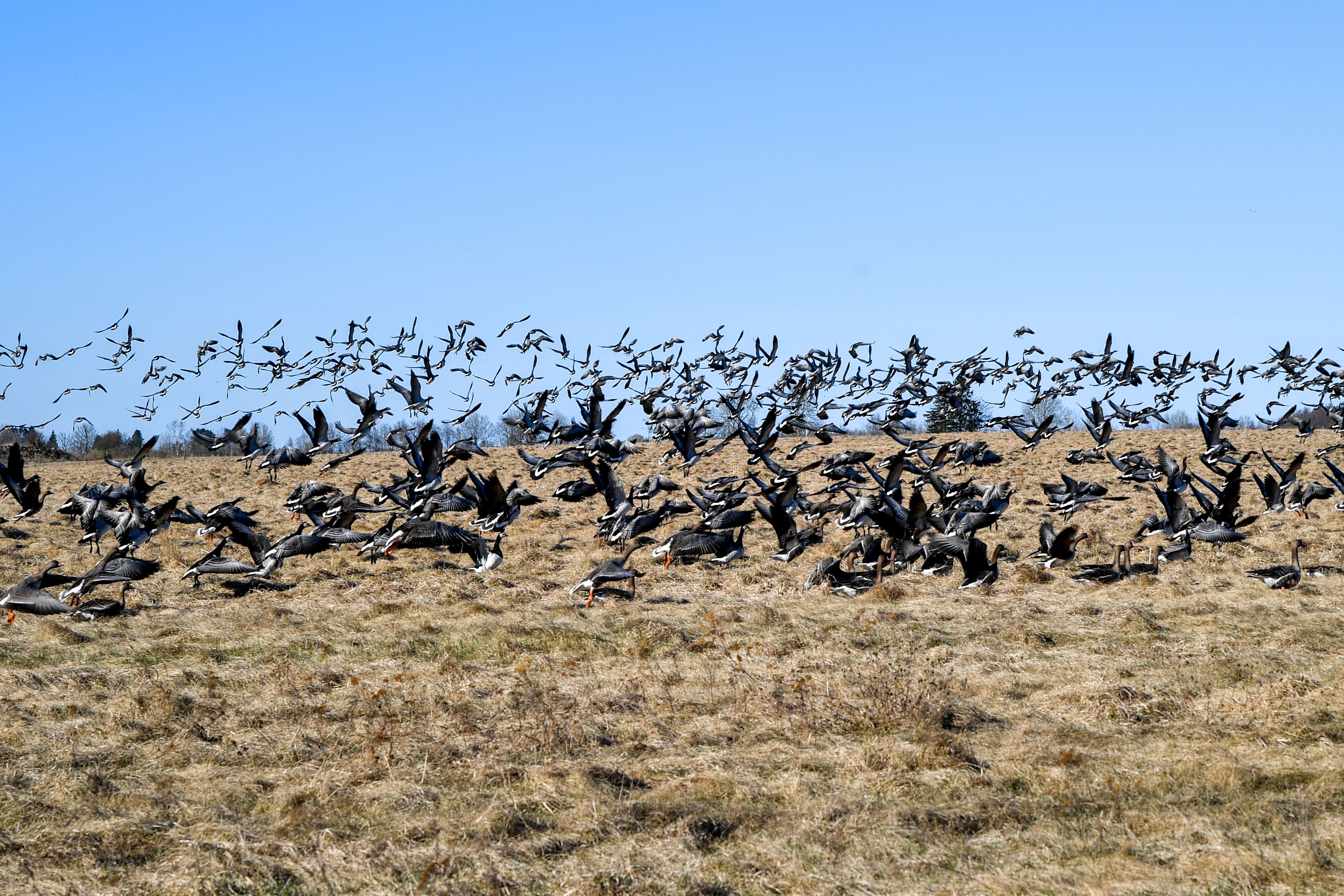O Mistério dos Campos Magnéticos: Como Radiação Pulsada Desoriente as Aves Migratórias