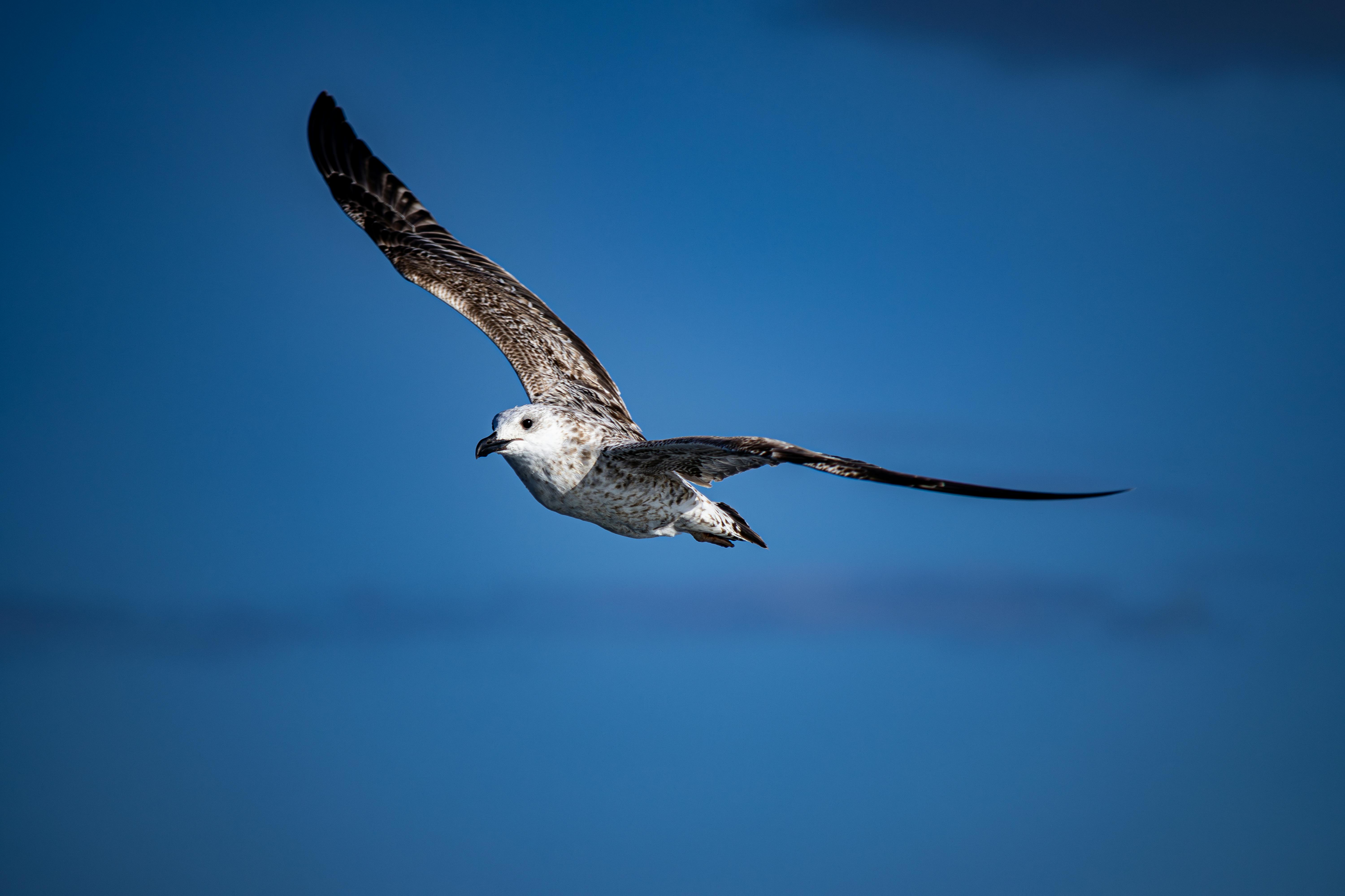 How Many Miles for a Free Flight, Broken Down by Airline — Photo by Emre Photography on Pexels