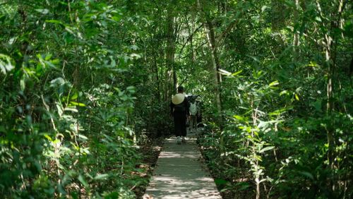 Free Group of hikers enjoying a walk through a lush, green forest on a sunny day. Stock Photo