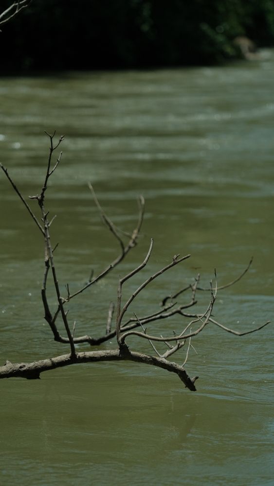 River Branches Photos, Download The BEST Free River Branches Stock ...