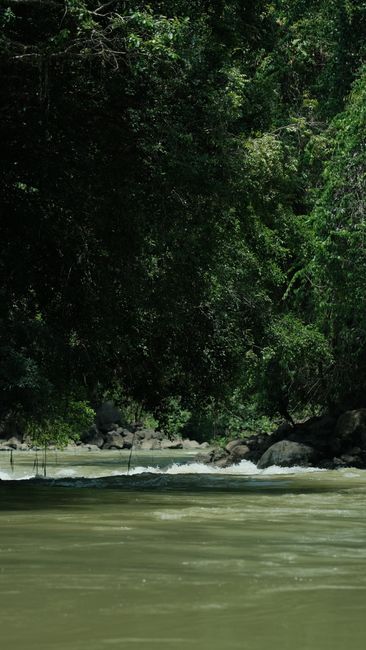 Fotomural Un río tranquilo fluye suavemente a través de un denso bosque verde, creando una escena natural apacible.