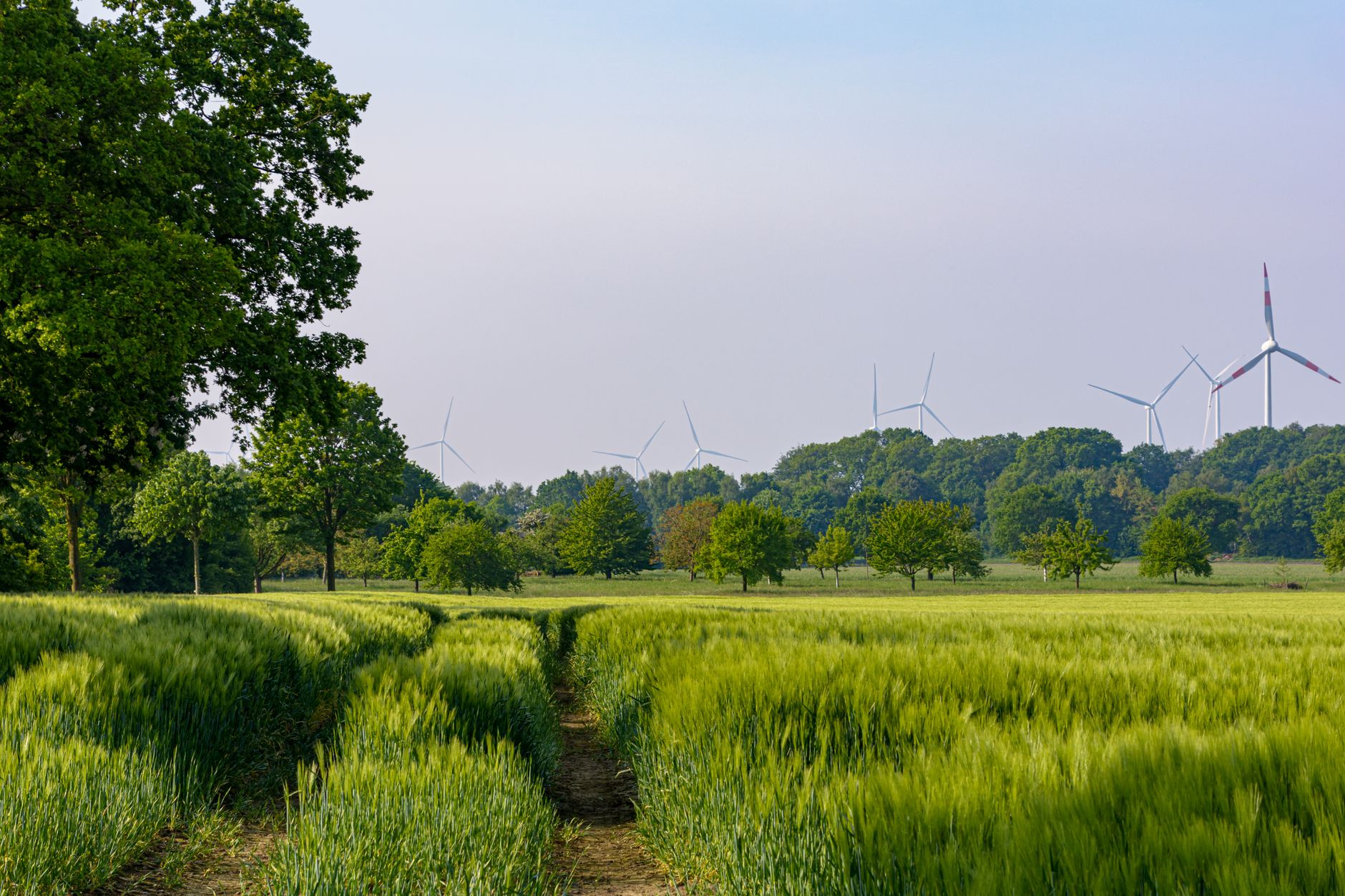 Üppig grüne Felder mit Windkraftanlagen in Coesfeld, NRW, Deutschland, die erneuerbare Energien präsentieren.