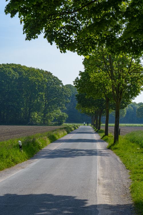 Free Peaceful rural road lined with lush trees in Coesfeld, Germany. Stock Photo