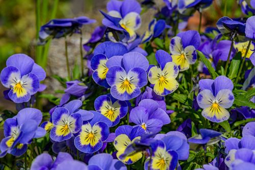 Free A stunning display of vivid purple pansies blooming in the sun, showcasing nature's beauty. Stock Photo