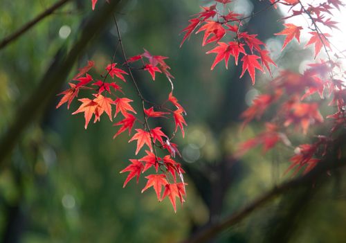 Free Vibrant red maple leaves captured in sunlight during autumn, showcasing nature's beauty. Stock Photo