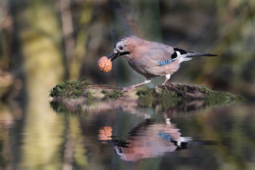 Cute Jay bird with gray plumage and blue feathers on wings holding walnut in beak while standing on twig on pond and reflecting on calm water