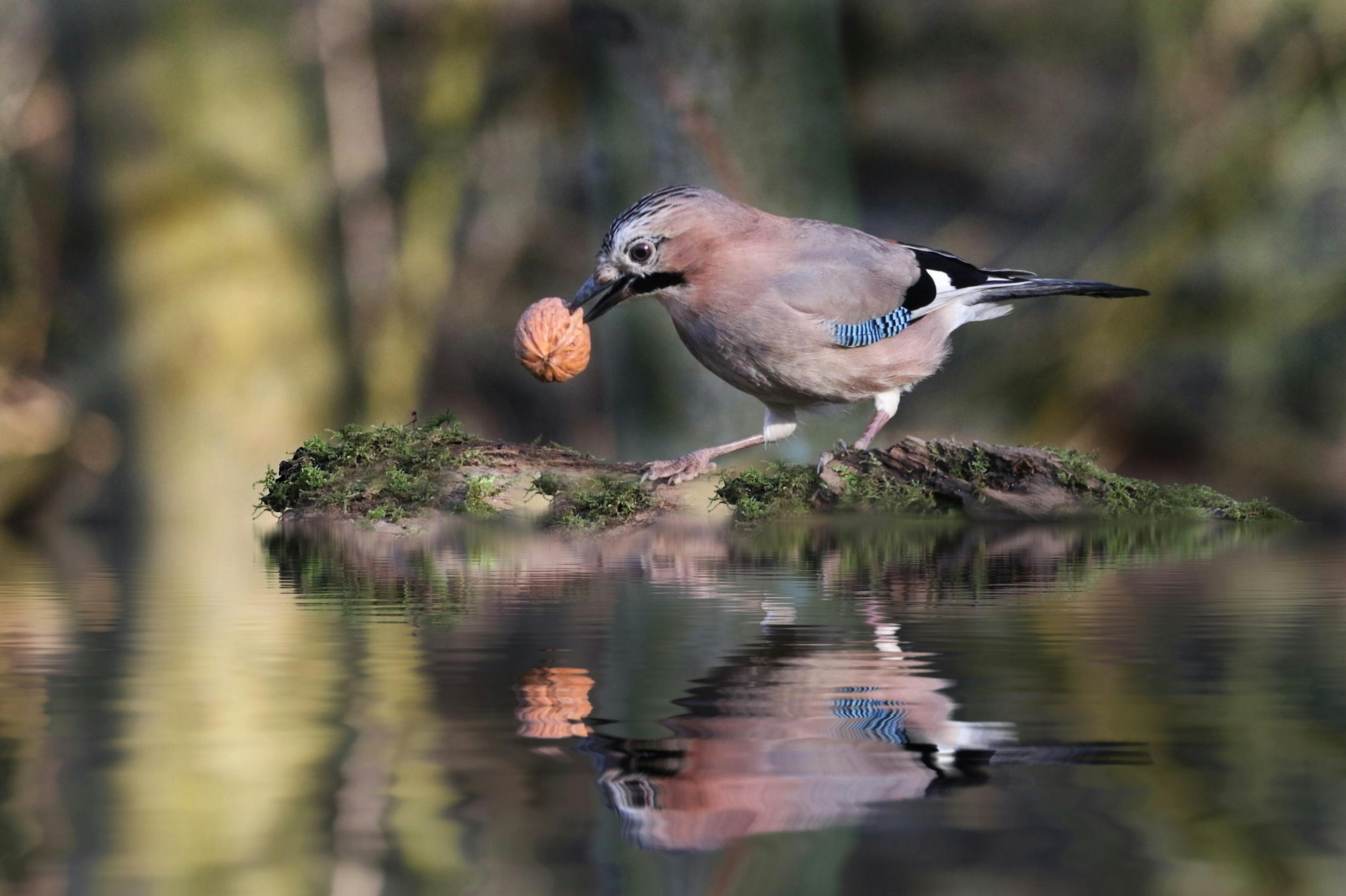 Cute Jay bird with gray plumage and blue feathers on wings holding walnut in beak while standing on twig on pond and reflecting on calm water