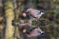 Cute Jay bird with gray plumage and blue feathers on wings holding walnut in beak while standing on twig on pond and reflecting on calm water