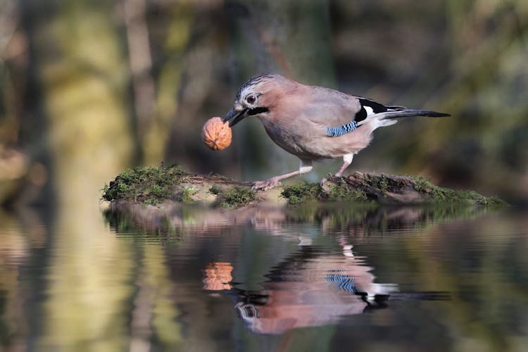 Common Jay Bird With Walnut On Pond