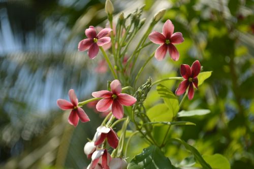 Free Vibrant red Rangoon Creeper (Quisqualis indica) flowers blossoming under sunlight with a blurred green backdrop. Stock Photo