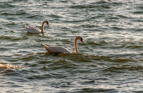 Free A pair of beautiful swans gracefully swimming in a tranquil lake setting under natural light. Stock Photo