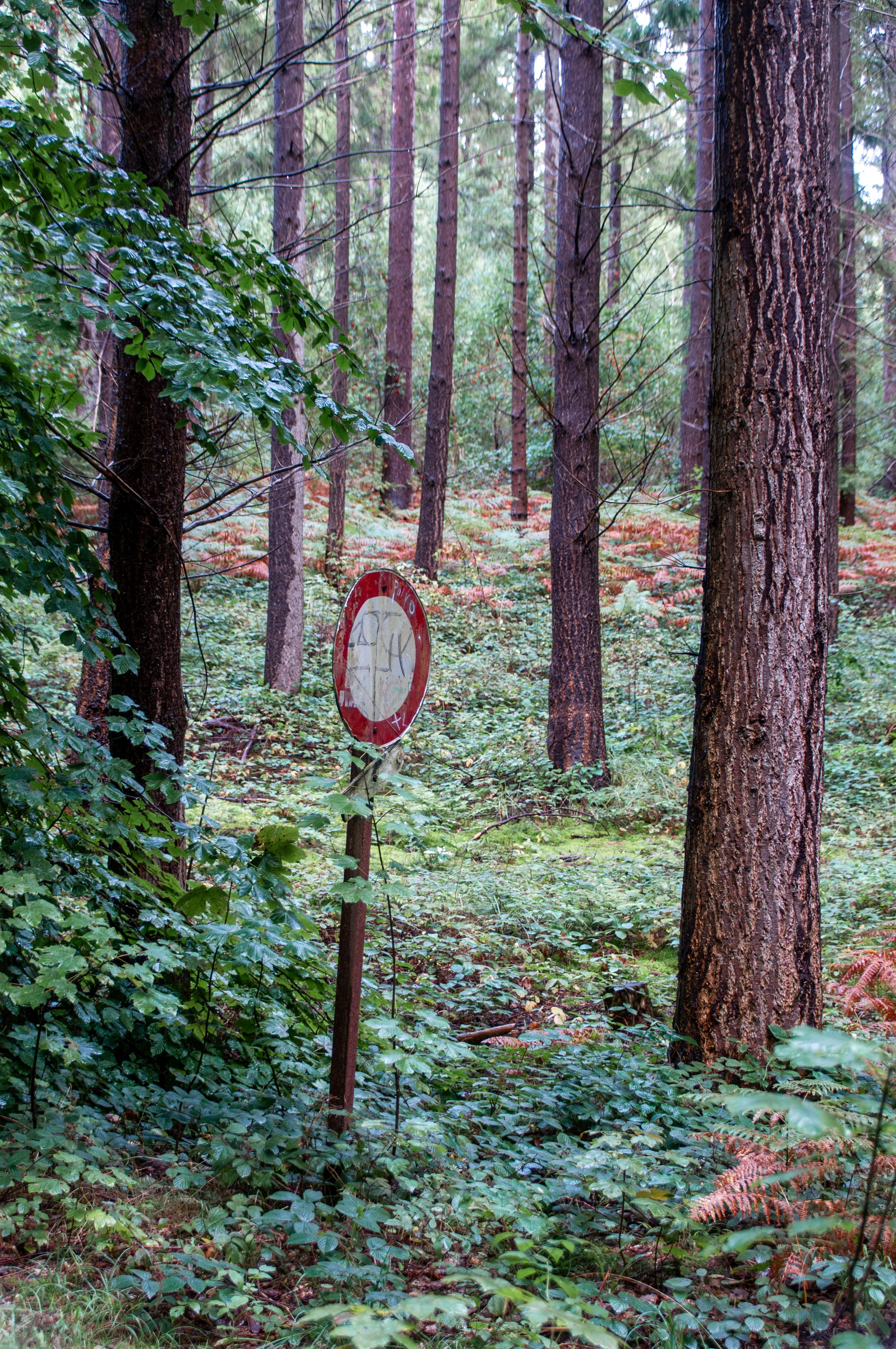 A weathered traffic sign stands amidst a lush, green forest, creating a unique juxtaposition.